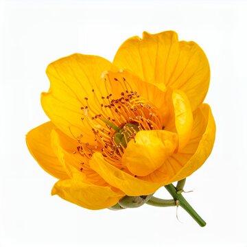Isolated bright yellow globe-flower on a clean white background showcasing floral artistry