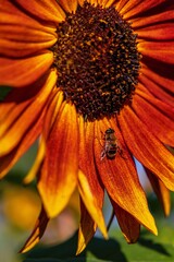 Bee Perched On A Sunflower Petal