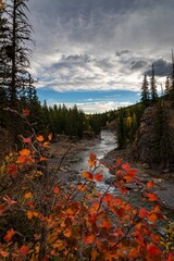 Fall Leaves Framing An Alberta River Flowing Through Trees