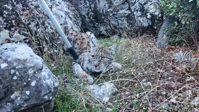 The moment a wounded lynx was rescued in rocky terrain. Images of the wild animal in its natural habitat, protected by the intervention of nature conservation teams.