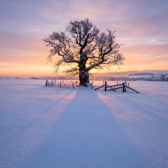 Solitary Tree in Snowy Field at Sunrise with Vibrant Sky