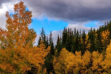 Autumn Trees Under A Cloudy Blue Sky