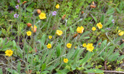 Pilosella officinarum, Hieracium pilosella grows in the wild