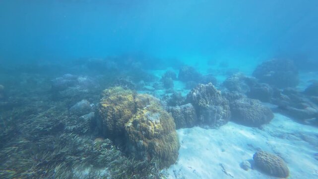 Vibrant coral reef beneath the waters of Chumbe Island, Zanzibar, showcasing biodiversity and crystal-clear tropical seas of a Marine Protected Area(MPA).
