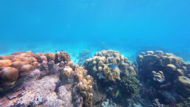 Vibrant coral reef beneath the waters of Chumbe Island, Zanzibar, showcasing biodiversity and crystal-clear tropical seas of a Marine Protected Area(MPA).