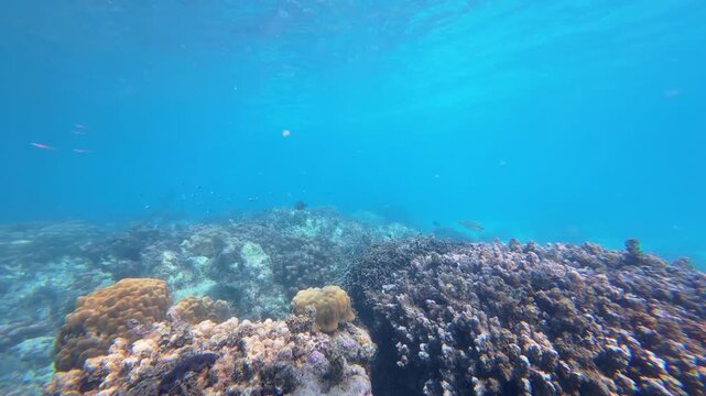 Vibrant coral reef beneath the waters of Chumbe Island, Zanzibar, showcasing biodiversity and crystal-clear tropical seas of a Marine Protected Area(MPA).