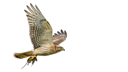 Bird of prey flying with wings spread and talons extended, cutout, PNG isolated on white or transparent background