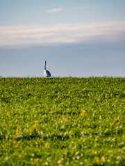Fototapeta premium Reiher auf einem Feld
