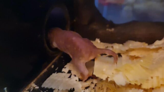 Naked mole rat, its scientific name is Heterocephalus glaber