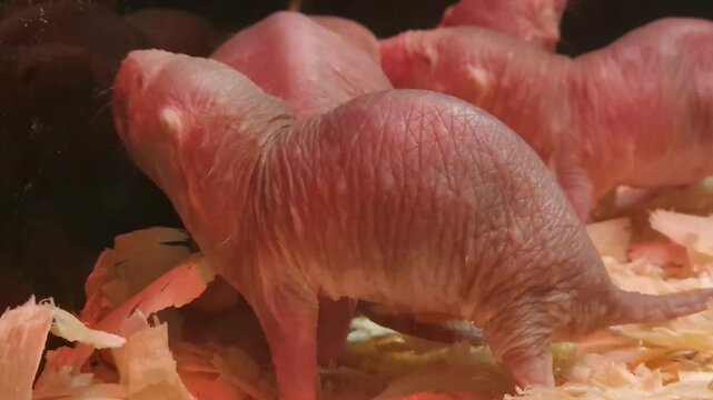 Naked mole rat, its scientific name is Heterocephalus glaber