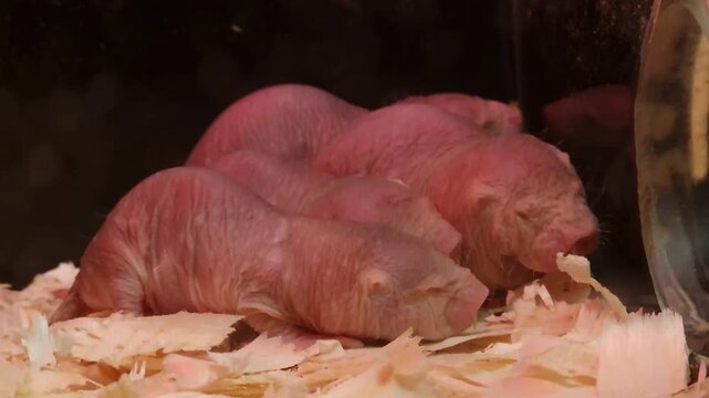 Naked mole rat, its scientific name is Heterocephalus glaber