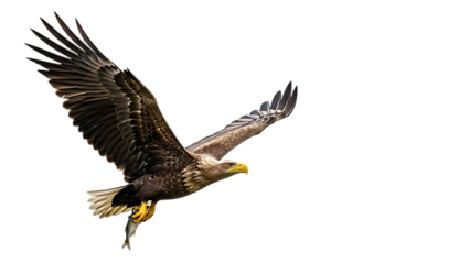 Eagle, flying with fish in talons, cutout, PNG isolated on transparent background