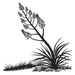 xanthorrhoea minor tree on white background 