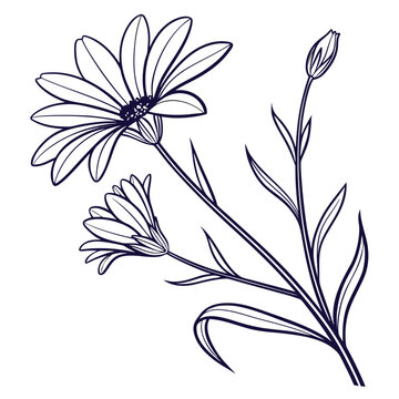 xeranthemum annuum vector