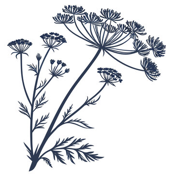 xeranthemum annuum on white background 