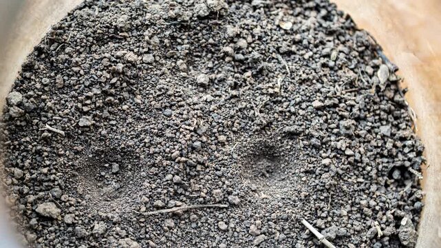 Antlion larvae Digs a Trap Hole in Sand for Catch an Ant in Time Lapse. Insect Hunting Conical Pits of Ant Lion. Example of Natural Engineering and Insect Hunting Behavior of Myrmeleontidae