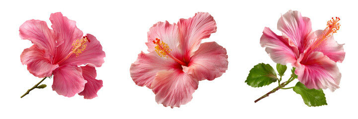 Collection of Pink hibiscus flower isolated on a transparent background