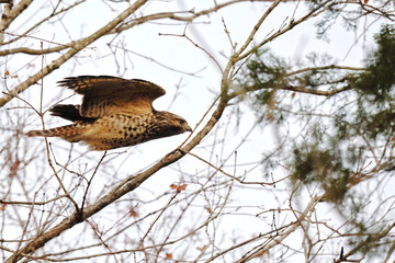 Red shouldered hawk inflight in habitat among bare limbs. 