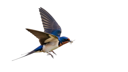 Bird, flying with twigs in beak, cutout, PNG isolated on transparent background