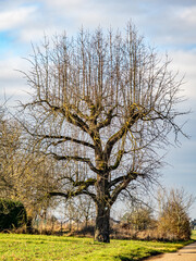 Obraz premium Baumgrundstück im Spätherbst