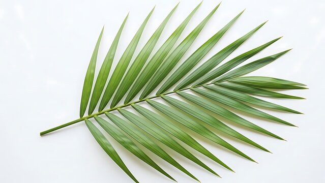 Fresh green palm leaf with elongated pointed leaflets on a white background