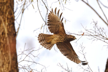 Red shouldered hawk inflight in habitat among bare limbs. 