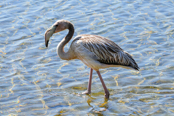 Juvenile flamingo with grey plumage in the shallow waters of the Goto Meer salt lake in Northern Bonaire in the Dutch Caribbean