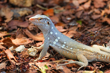 Tegu lizard on Sorobon Beach in Lac Bay, a tropical lagoon with shallow turquoise waters on the...