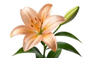 Peach lily flower with bud isolated on transparent background