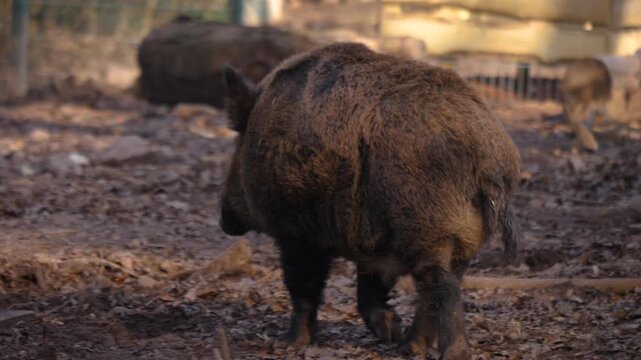 Close up of a Wild boar pig searching for food on the muddy forest ground on a cloudy autumn day