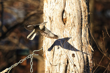 Mockingbird inflight bright sun shows silhouette shadow. 