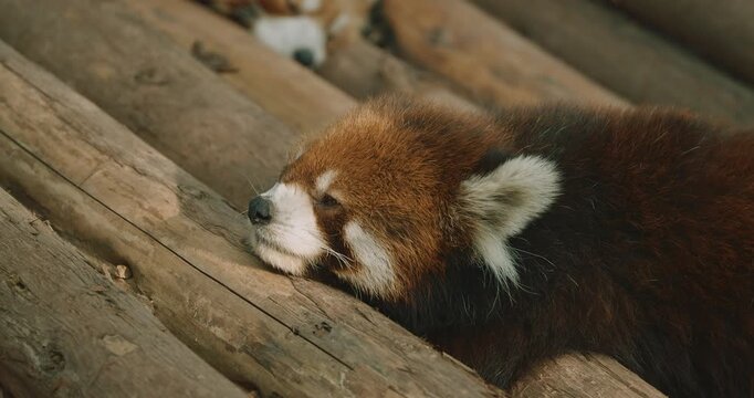 Cute Red Panda Face Close-up View. Red Panda Resting And Falls Asleep. Ailurus Fulgens Or Lesser Panda Is Small Mammal Native To The Eastern Himalayas And Southwestern China. Red Pandas Are Also