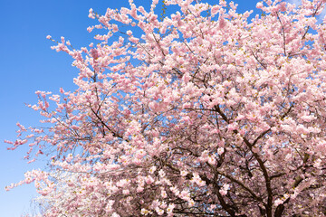 Cherry blossom tree with pink flowers against clear blue sky, branches full of blossoms, sunlight illuminating petals, vibrant colors creating a scenic view in spring season