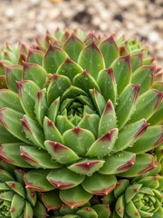 Close-up of a vibrant green succulent plant with red-tipped leaves and water droplets, showcasing its intricate rosette pattern.