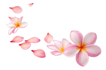 Pink plumeria flowers and petals isolated on transparent background