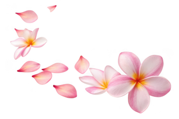 Pink plumeria flowers and petals isolated on transparent background