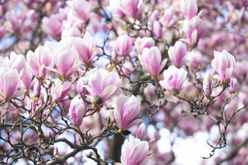Pink magnolia flowers blooming on branches with green leaves against a blurred background of additional blossoms and branches during daylight in spring season © Vlad Yakubovskiy