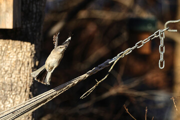 Mockingbird inflight bright sun shows silhouette shadow. 