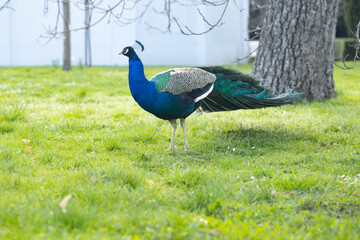 Fototapeta premium Peacock with vibrant blue and green feathers stands on green grass under tree branches with blurred white building in background during daytime