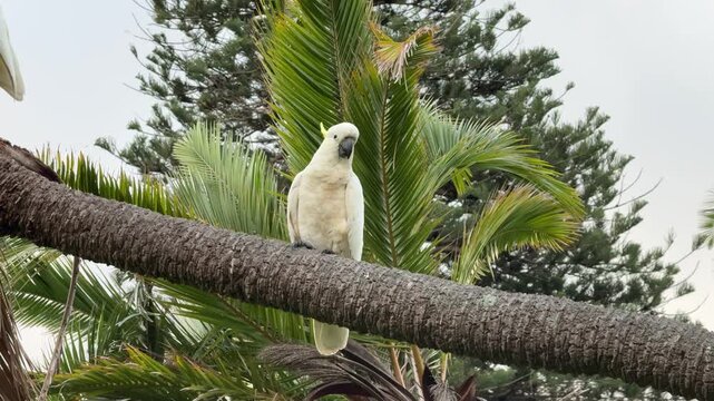 Two Australian Sulphur-crested Cockatoo on a Branch	
