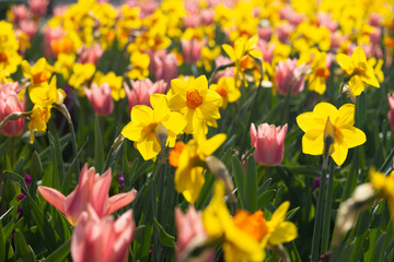 Fototapeta premium Yellow daffodils and pink tulips in a garden field with green leaves and stems under bright sunlight during daytime in spring season with blurred background