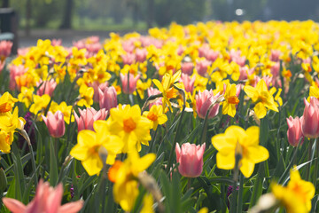 Fototapeta premium Yellow daffodils and pink tulips blooming in a garden with green leaves and stems under sunlight during spring season with blurred background of trees and park