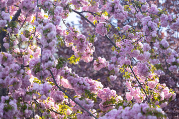 Fototapeta premium Pink cherry blossoms on branches with green leaves in sunlight, blurred background of more blossoms and foliage creating a vibrant spring atmosphere