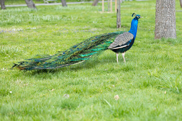 Obraz premium Peacock with vibrant blue and green plumage stands on green grass in a park, with trees and blurred background creating a natural setting during daylight