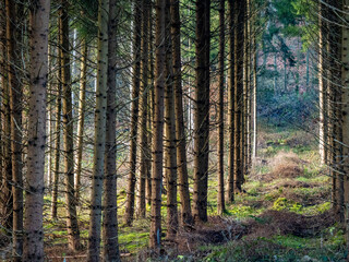 Obraz premium Licht und Schatten auf einem Waldweg in einem Fichtenwald