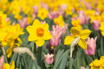 Obraz premium Yellow daffodil flower in foreground with pink tulips in background among green leaves in bright sunny field during spring season with vibrant colors and clear sky