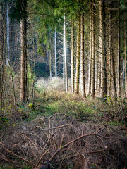 Licht und Schatten auf einem Waldweg in einem Fichtenwald