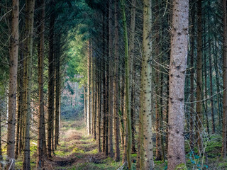 Licht und Schatten auf einem Waldweg in einem Fichtenwald