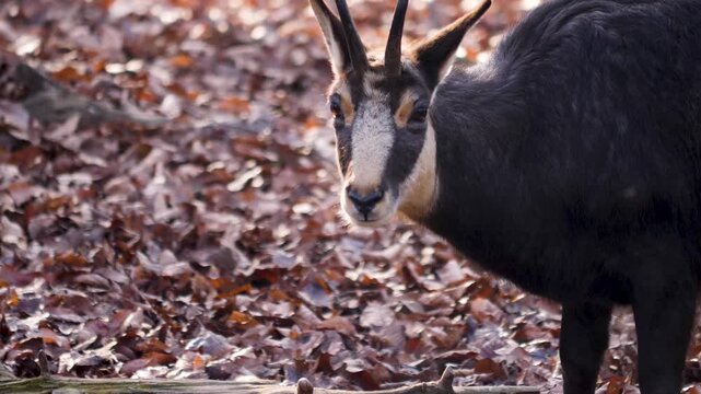 Close up of a chamois antelope goat standing in the forest an searching ona cloudy autumn day