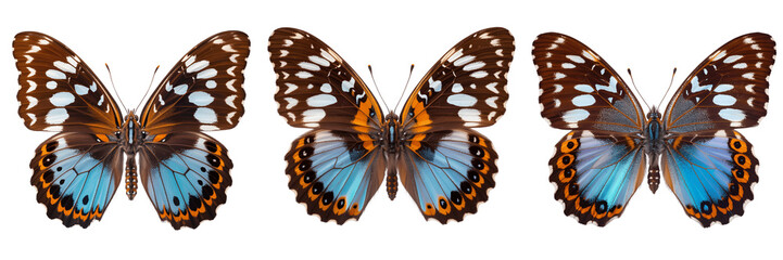 Three colorful butterflies with blue and orange wings isolated on transparent background